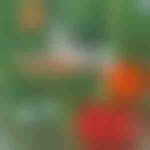 Clește profesional pentru legarea plantelor | PLANTBRAND