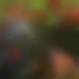 Foarfecă de tăiat copaci | TREESNIP