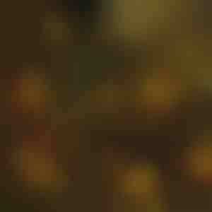 Instalație pentru pomul de Crăciun | IZIGLOW