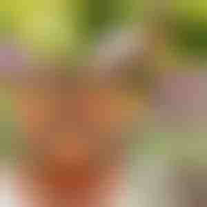 Ghivece suprapuse pentru flori (3x bucăți) | PLANTUP