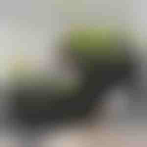 Cutie pentru grădinărit | BOTANITKO